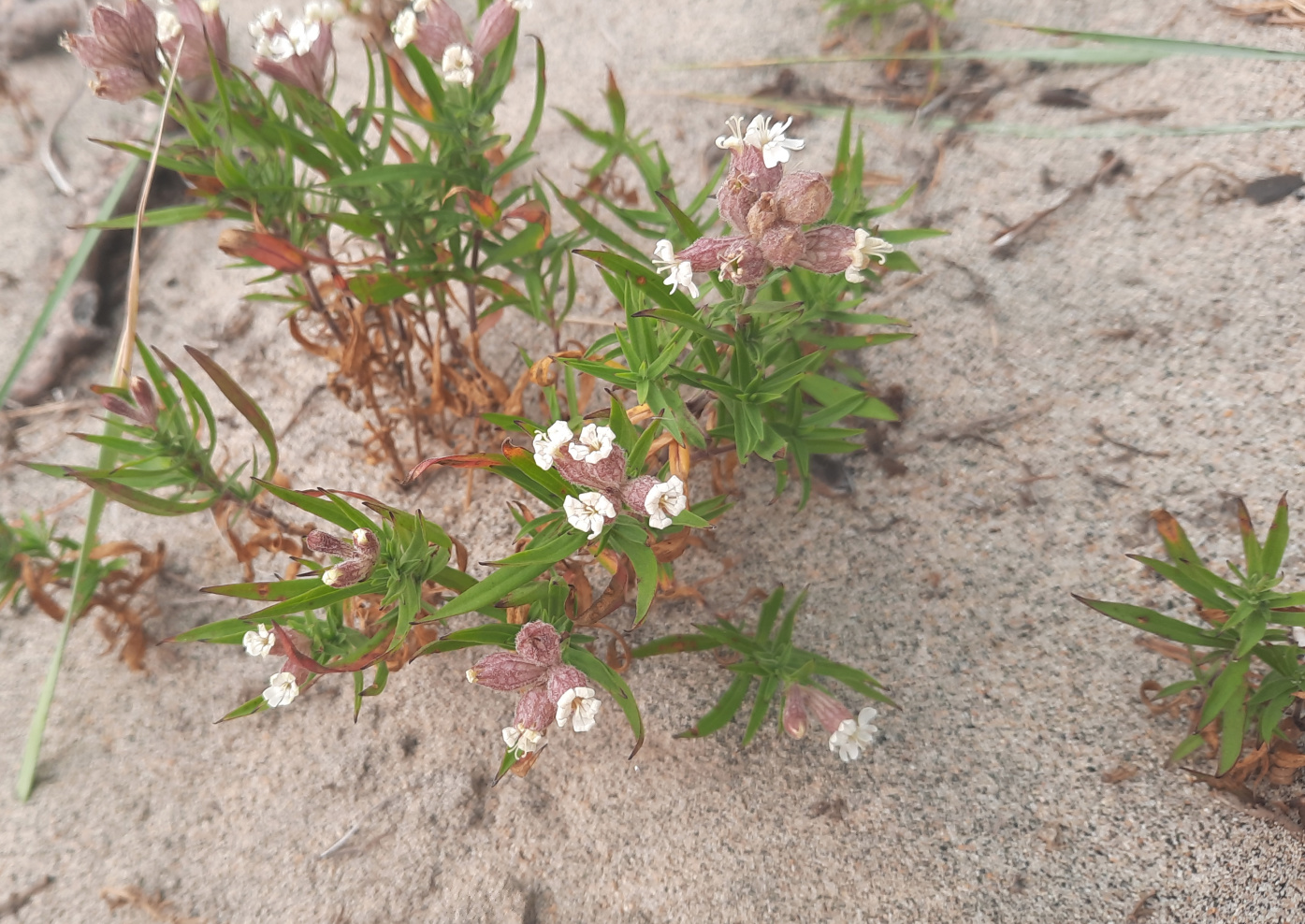 Image of Silene amoena specimen.