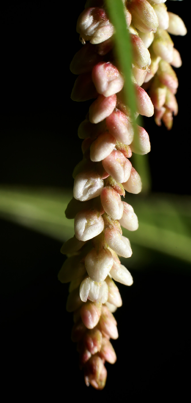 Image of Persicaria maculosa specimen.