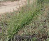 Equisetum ramosissimum