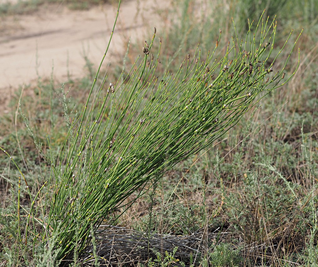 Изображение особи Equisetum ramosissimum.