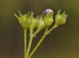 Amethystea caerulea. Верхушка побега с бутоном. Приморский край, Уссурийский гор. округ, окр. с. Монакино, широколиственный лес. 10.09.2021.