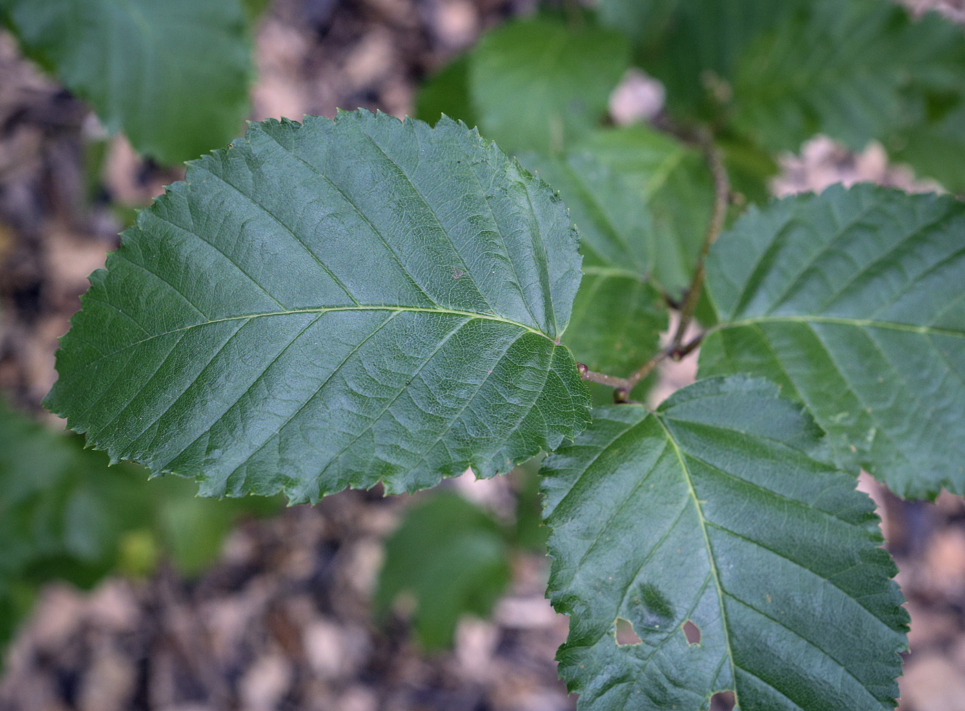 Image of Betula megrelica specimen.