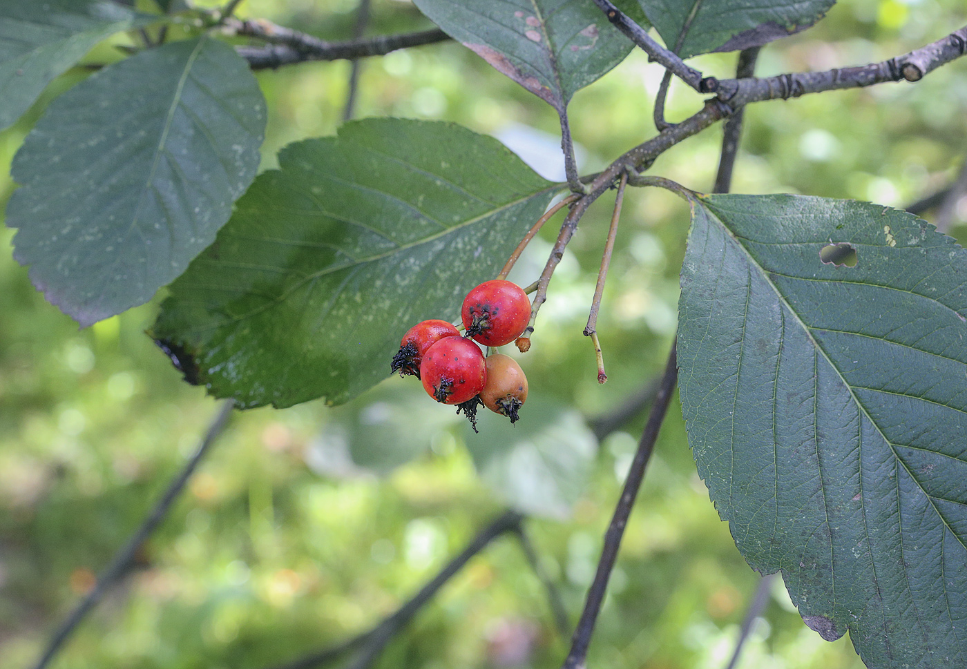 Image of Sorbus colchica specimen.