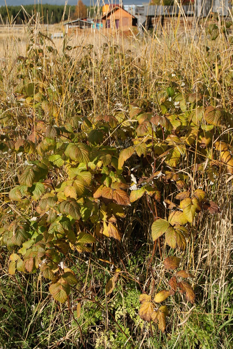 Image of Rubus idaeus specimen.