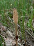 Equisetum arvense