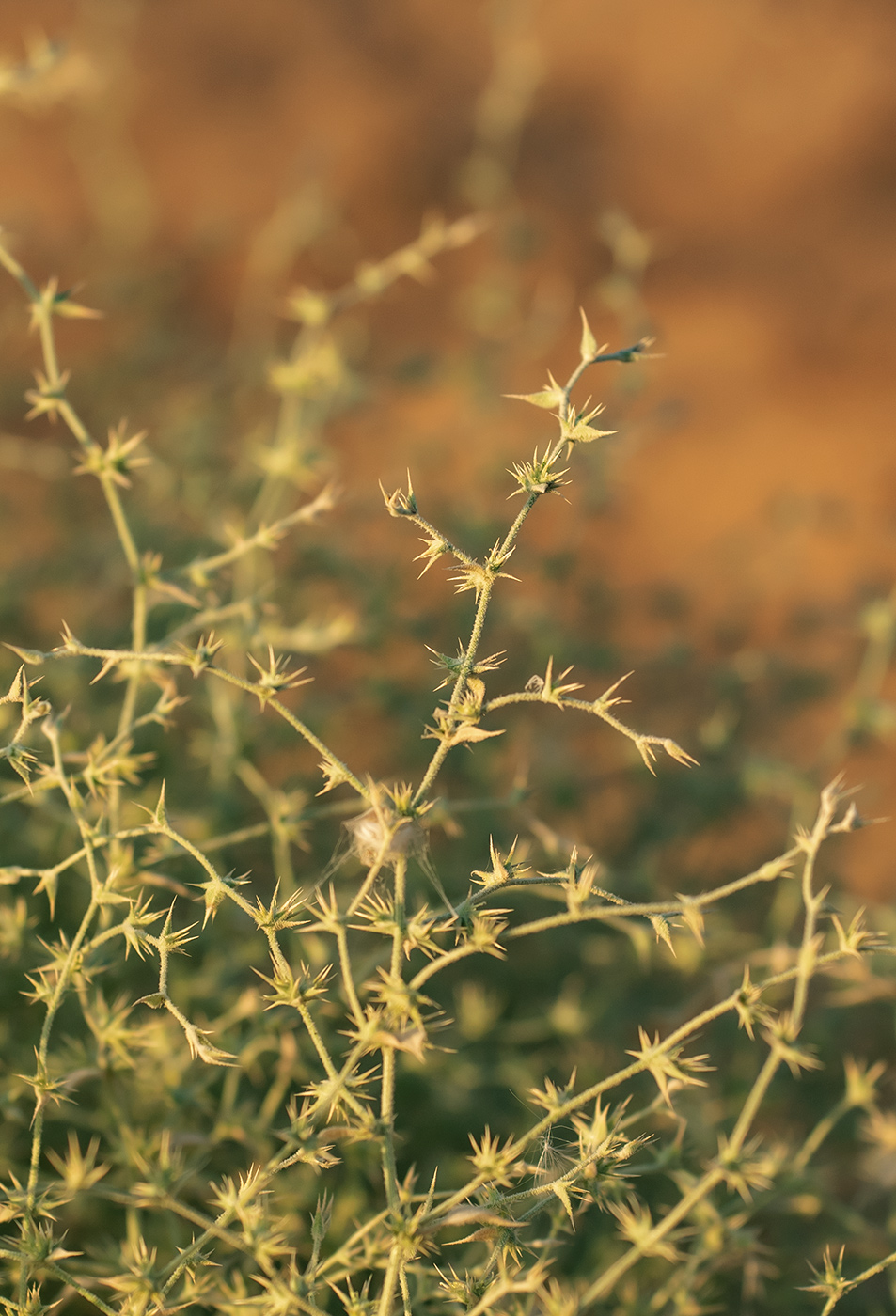 Изображение особи род Agriophyllum.