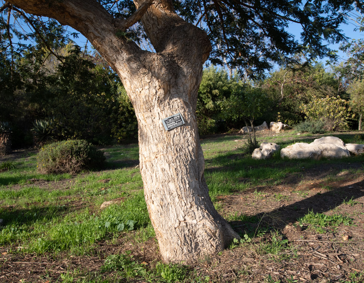 Изображение особи Vachellia sieberiana.