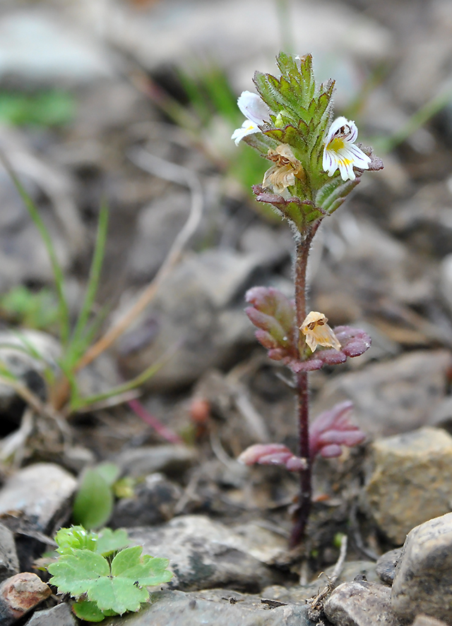 Изображение особи Euphrasia krylovii.