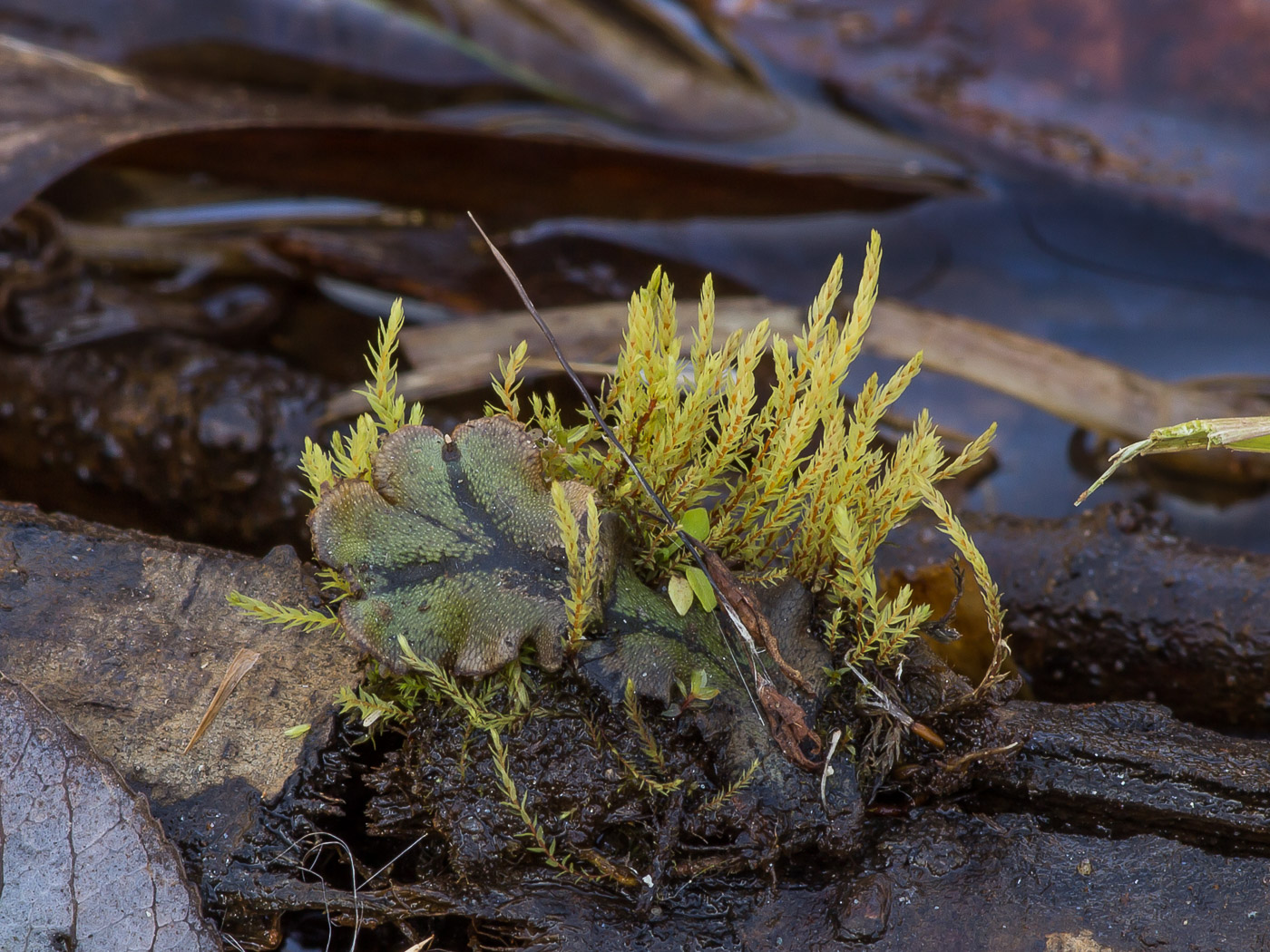 Image of genus Pohlia specimen.