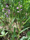 Cephalanthera rubra