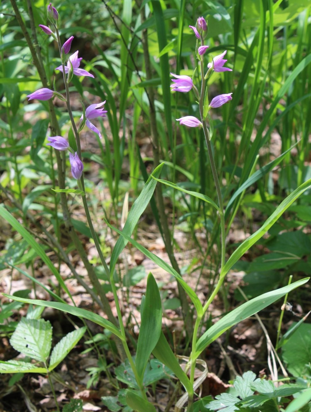 Изображение особи Cephalanthera rubra.