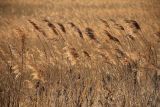 Phragmites australis. Верхушки сухих прошлогодних генеративных побегов. Приморский край, окр. г. Находка, заросли на морской террасе. 03.01.2022.