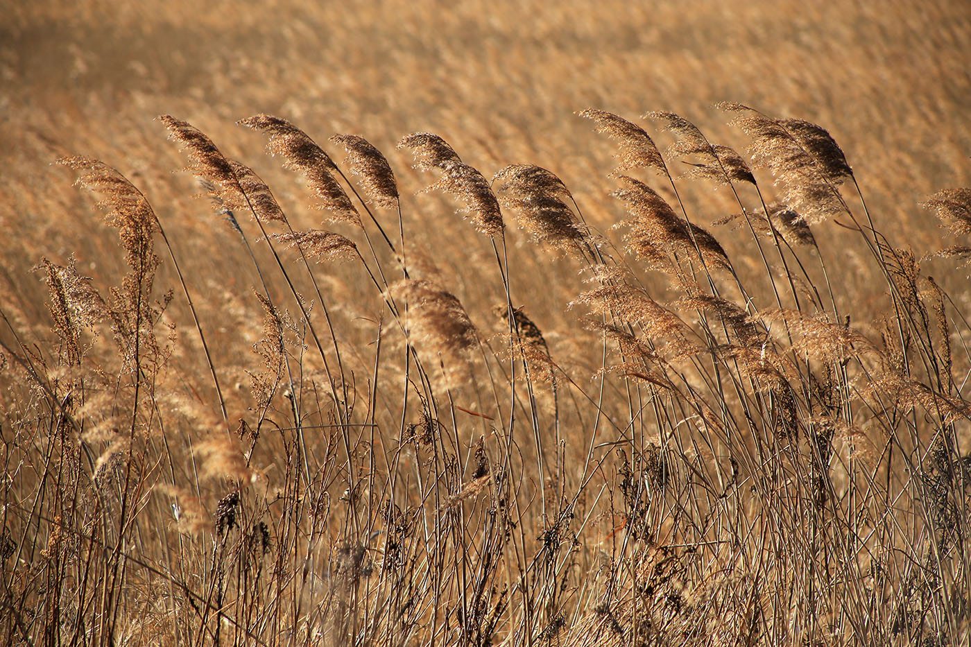 Изображение особи Phragmites australis.