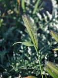 Hordeum leporinum