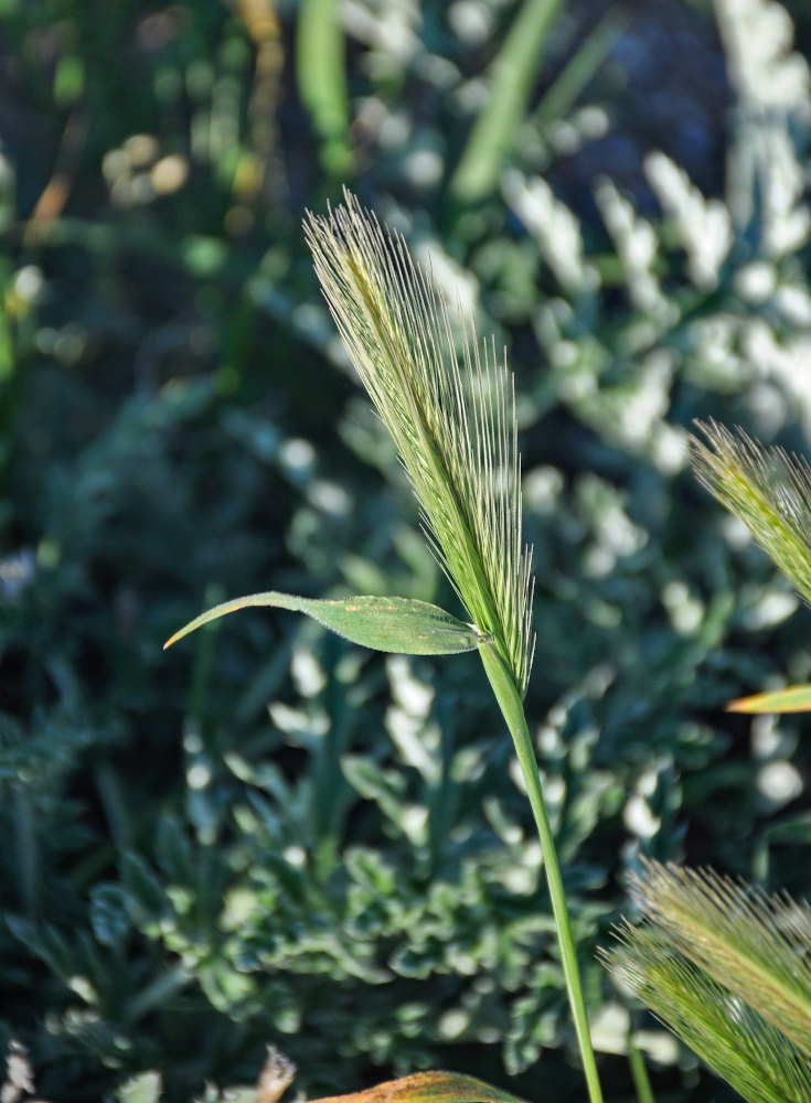 Изображение особи Hordeum leporinum.