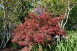 Acer palmatum