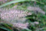 Pennisetum villosum