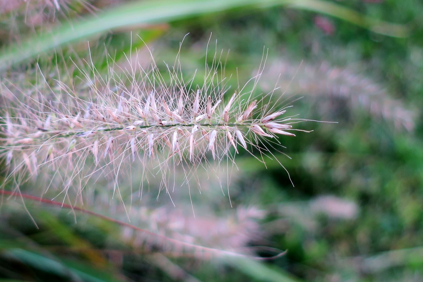 Изображение особи Pennisetum villosum.