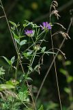 Psoralea bituminosa ssp. pontica