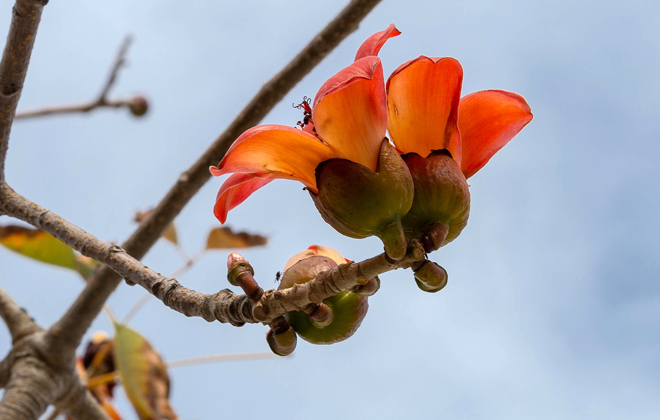 Изображение особи Bombax ceiba.