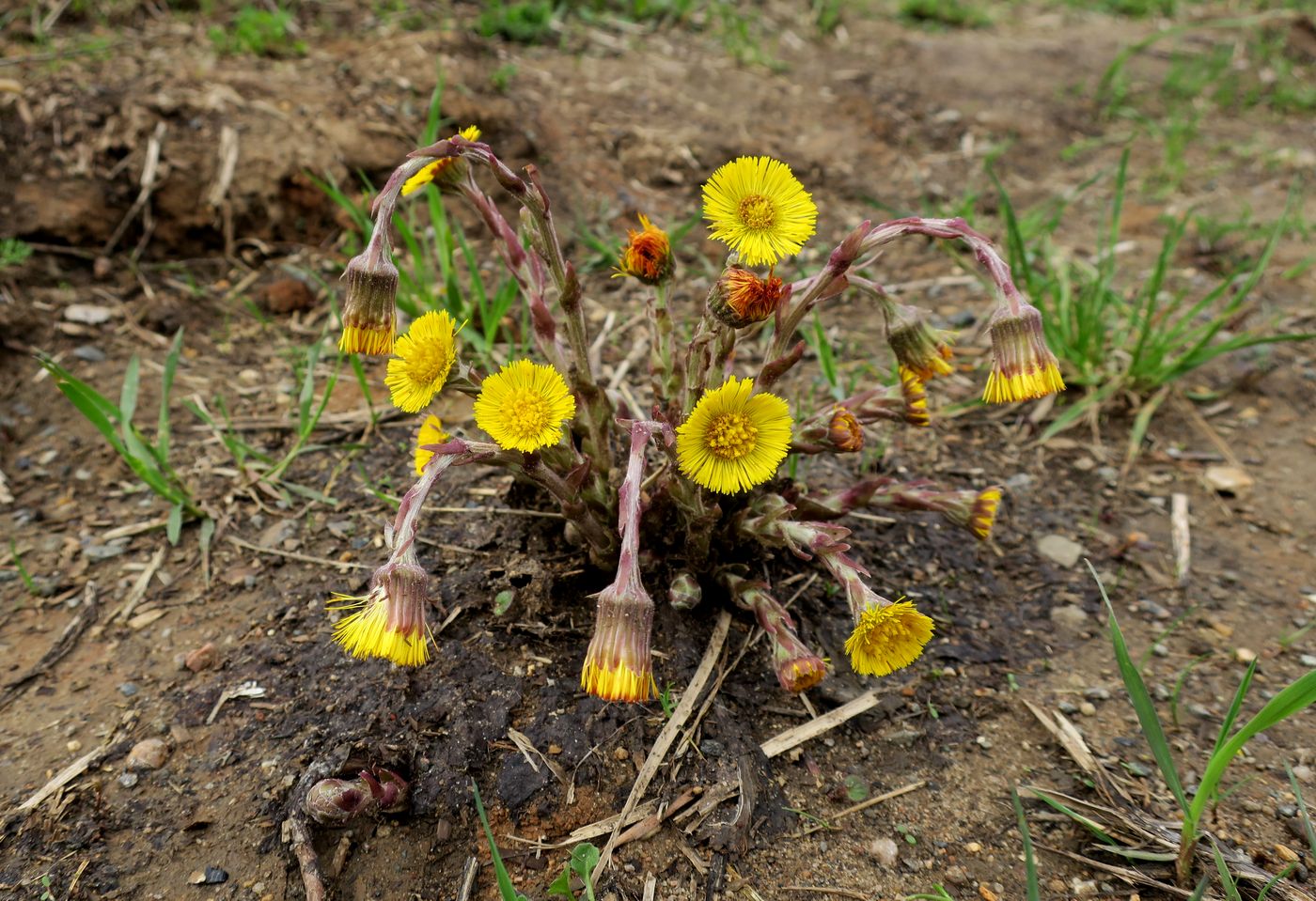 Image of Tussilago farfara specimen.