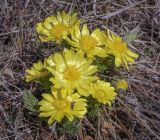 Adonis vernalis