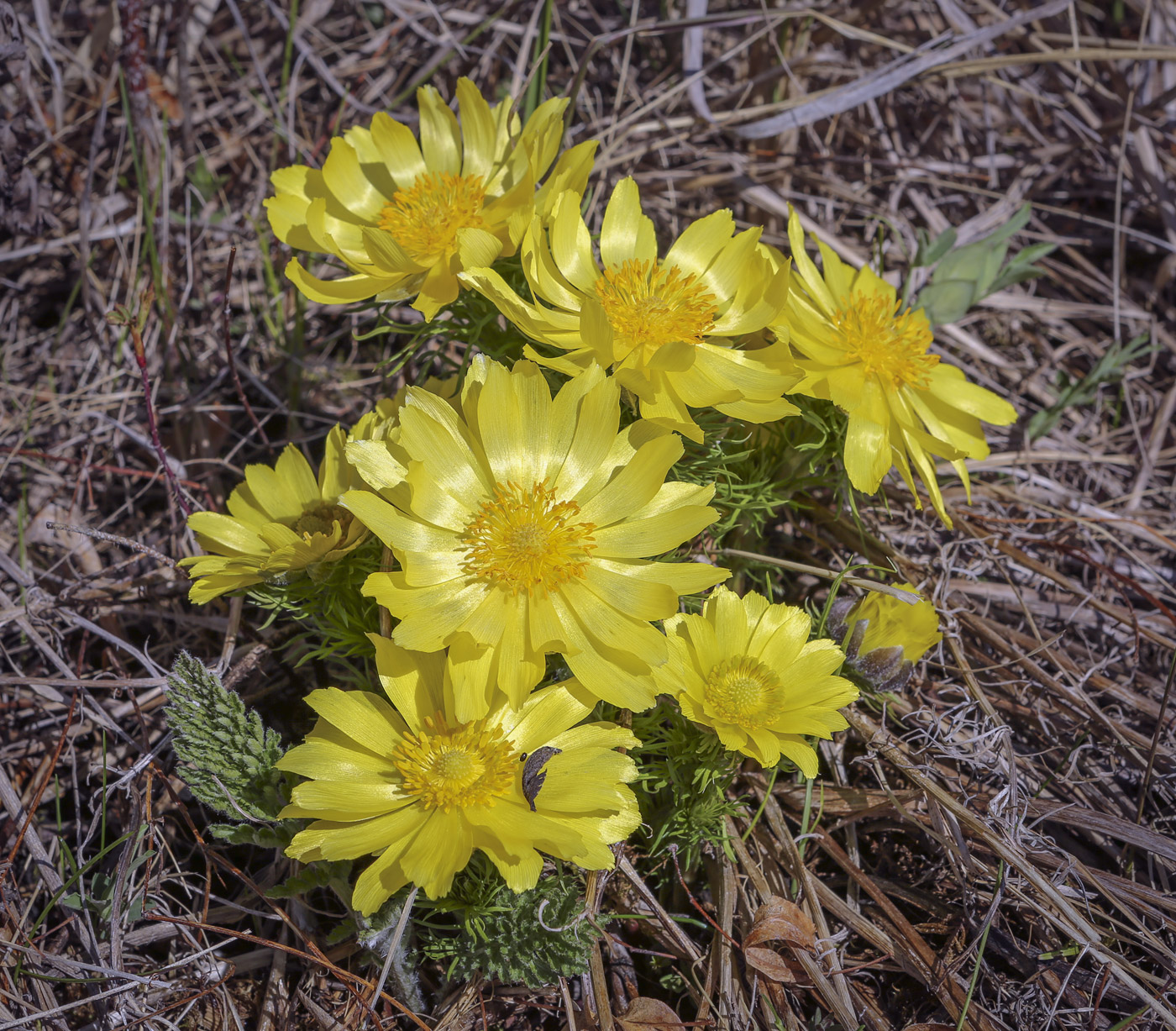 Изображение особи Adonis vernalis.