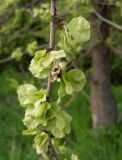 Ulmus minor. Часть ветви с созревающими плодами. Ростовская обл., Азовский р-н, с. Кугей, на дне балки. 02.05.2022.