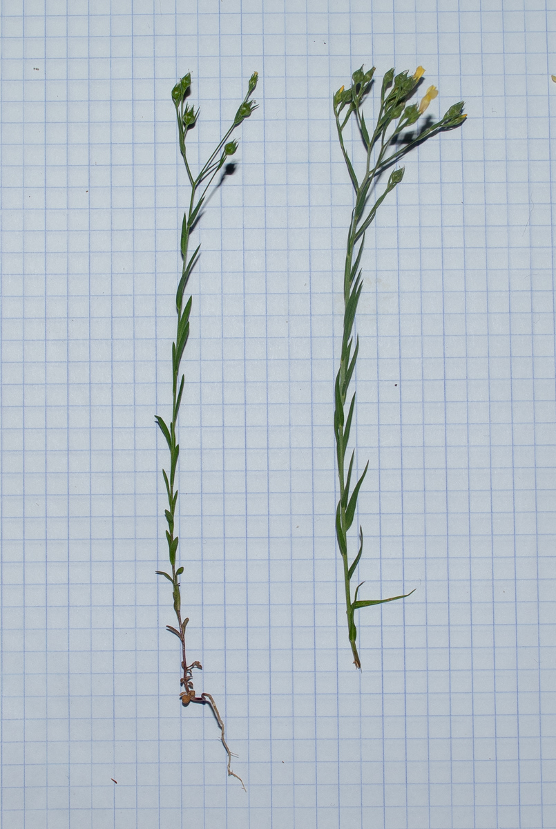 Image of Linum corymbulosum specimen.