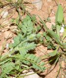 Astragalus callichrous