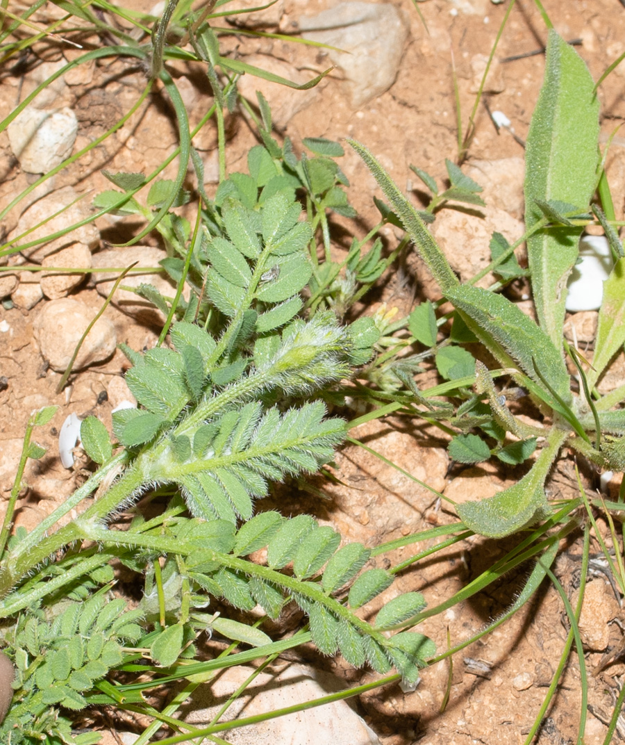 Изображение особи Astragalus callichrous.