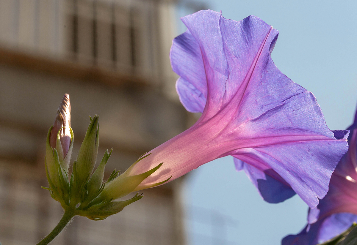 Изображение особи Ipomoea indica.