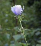 Cichorium intybus