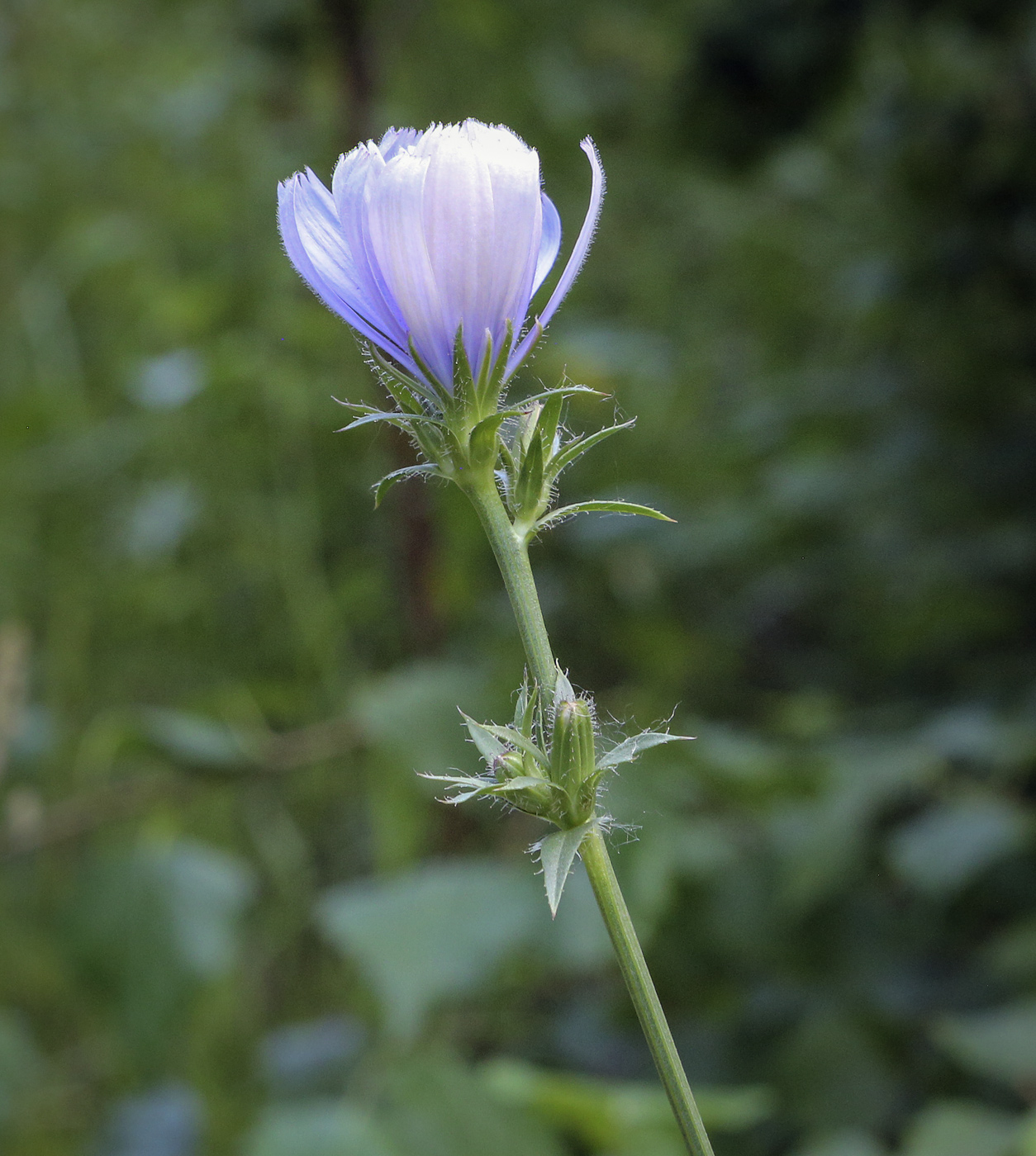 Image of Cichorium intybus specimen.