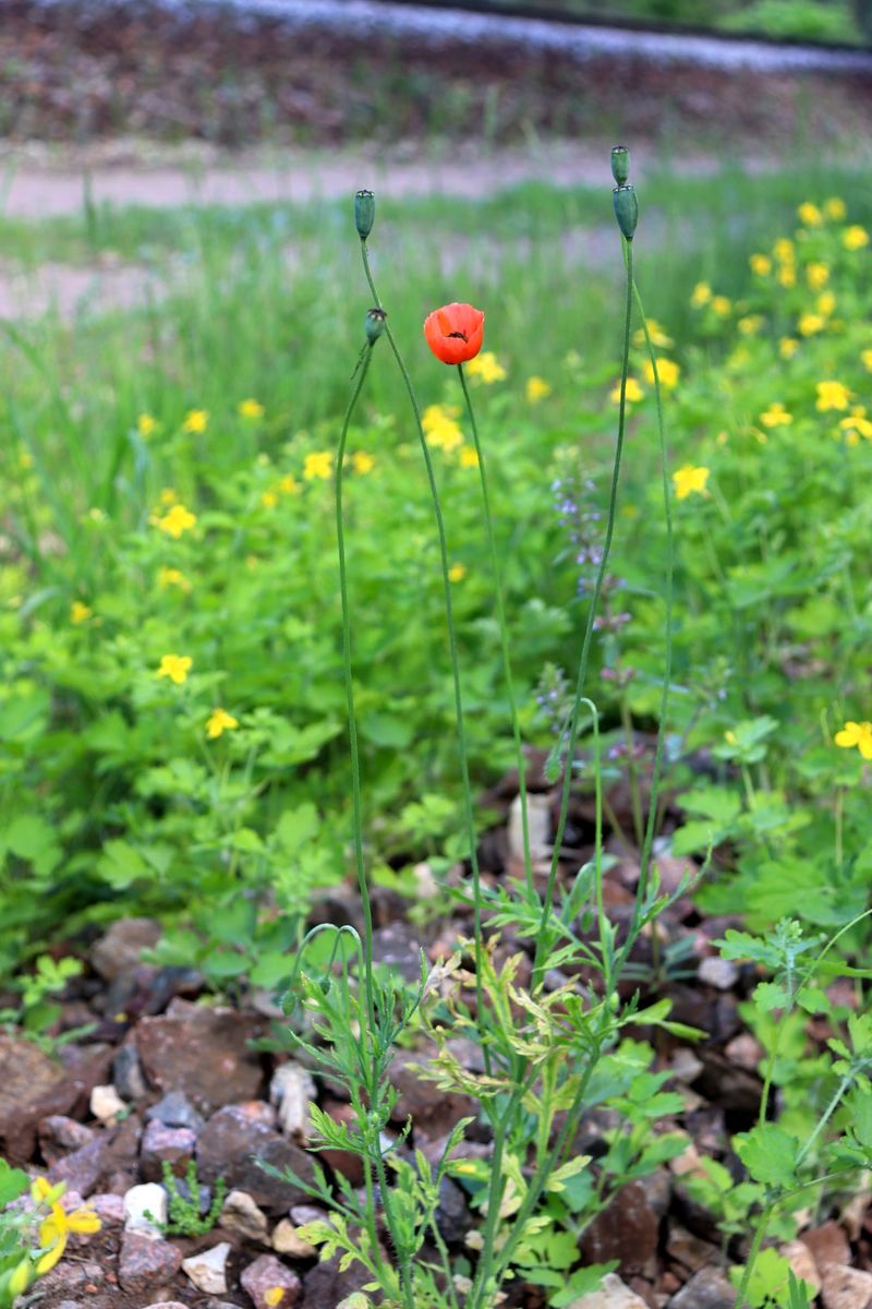 Изображение особи род Papaver.