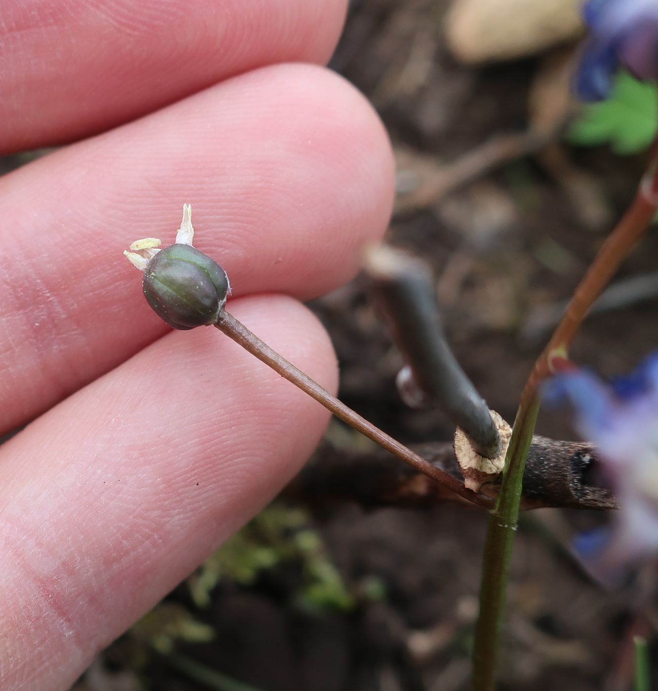 Изображение особи Chionodoxa sardensis.