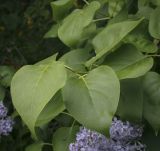 Syringa vulgaris