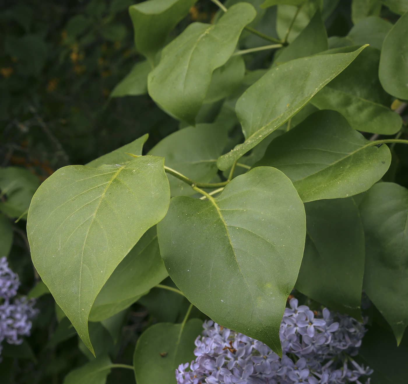 Image of Syringa vulgaris specimen.