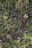 Orlaya daucoides