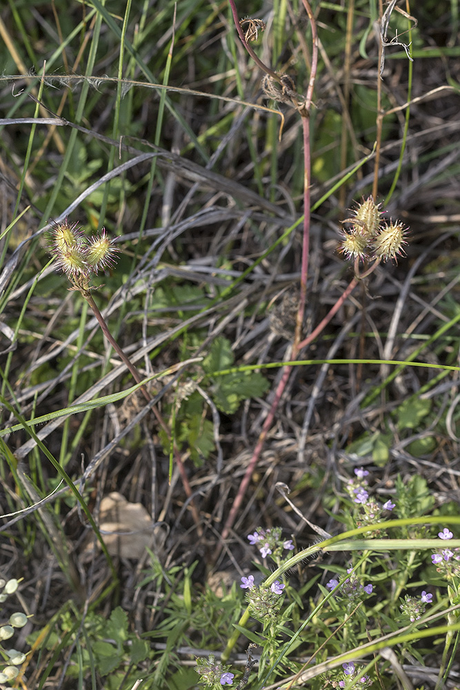 Image of Orlaya daucoides specimen.