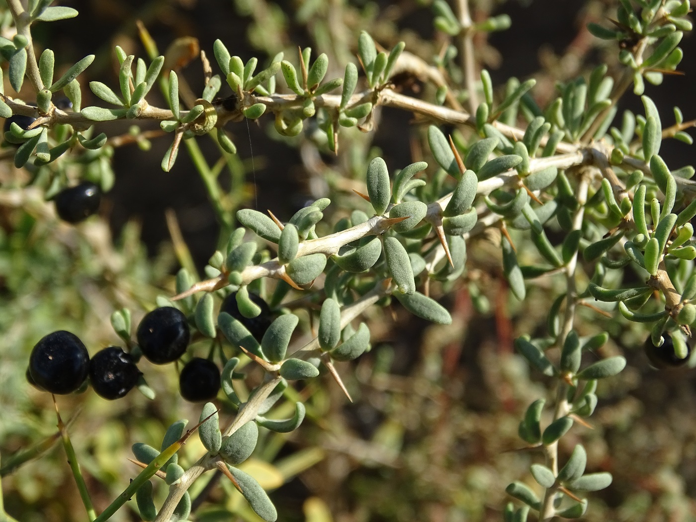 Image of Lycium ruthenicum specimen.