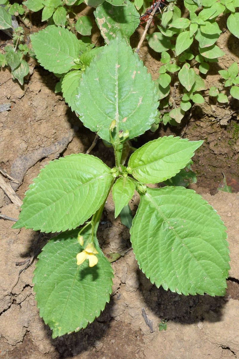 Image of Impatiens parviflora specimen.