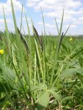 Carex acuta