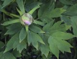 Paeonia suffruticosa. Бутон и листья. Ярославская обл., г. Переславль-Залесский, дендрологический парк им. С. Ф. Харитонова, Японский сад, в культуре. 12.06.2022.