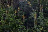 Crotalaria pallida. Соцветия, соплодия и листья. Индия, штат Уттаракханд, округ, Найнитал, Jim Corbett National Park. 02.12.2002.