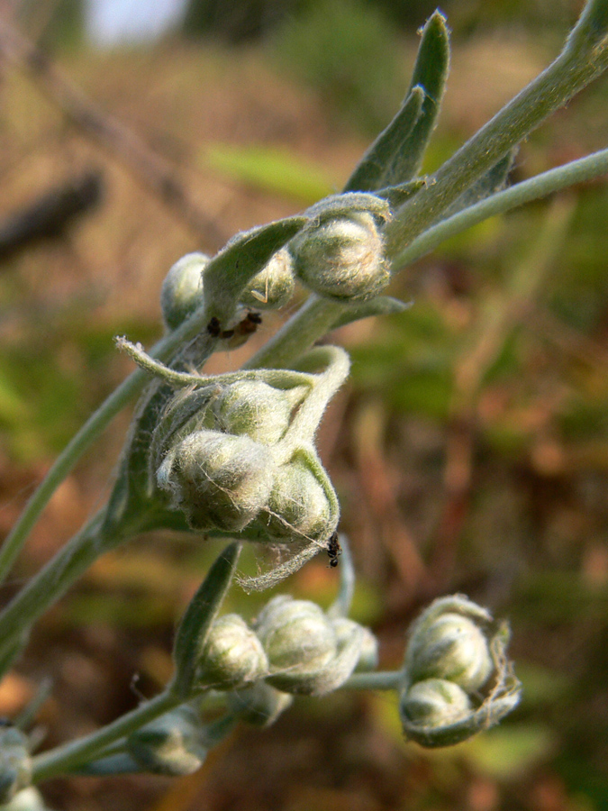 Изображение особи Artemisia sericea.