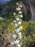 Delphinium pavlovii