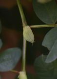 Astragalus glycyphyllos. Часть стебля с прилистником и черешком листа. Республика Адыгея, Майкопский р-н, окр. устья ручья Толмач, обочина лесовозной дороги. 29 июля 2022 г.