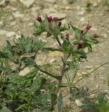 Nonea rossica