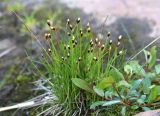 Juncus triglumis. Зацветающее растение (внизу — Salix hastata). Республика Алтай, Кош-Агачский р-н, Северо-Чуйский хр., верховье р. Актру, оз. Сачки, сырой берег. 05.07.2022.